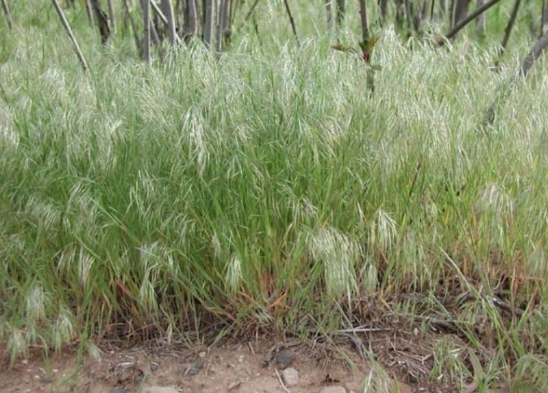 A close-up of some grass.